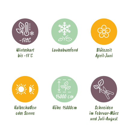 Blauwe regen - Wisteria floribunda Alba - Bloem Wit  - 1 plant - Pot 11cm Hoogte 40cm