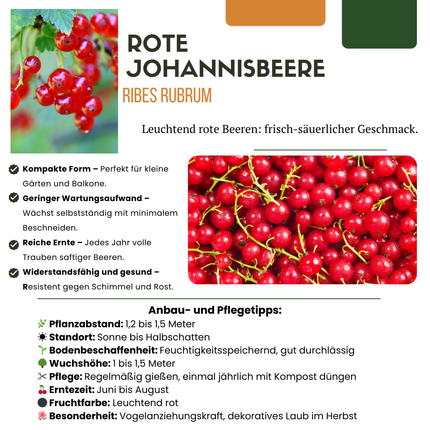 Piante di uva spina BIO 6 pezzi - Ø 13 cm - ↨ 20 cm