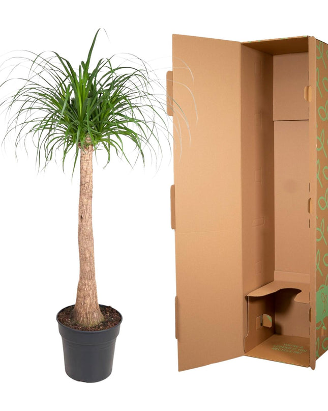 Beaucarnea stam - 120 cm - ø32