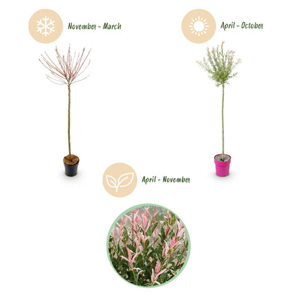 Salix Flamingo – 4 Pflanzen – Ø23 cm – ↕140–160 cm