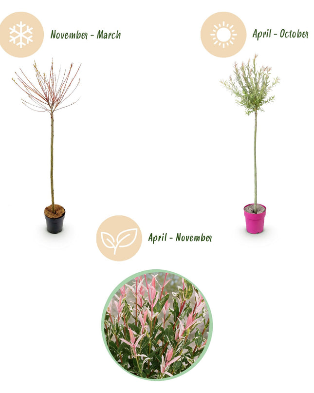 Salix Flamingo – 4 Pflanzen – Ø23 cm – ↕140–160 cm