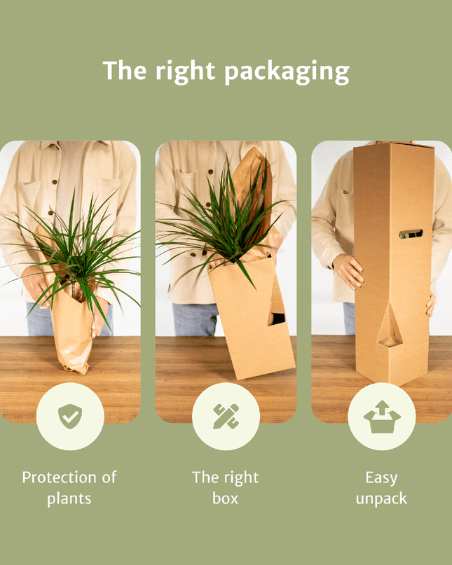 Verrassingsbox - 6 stuks - Ø12cm - ↕25cm