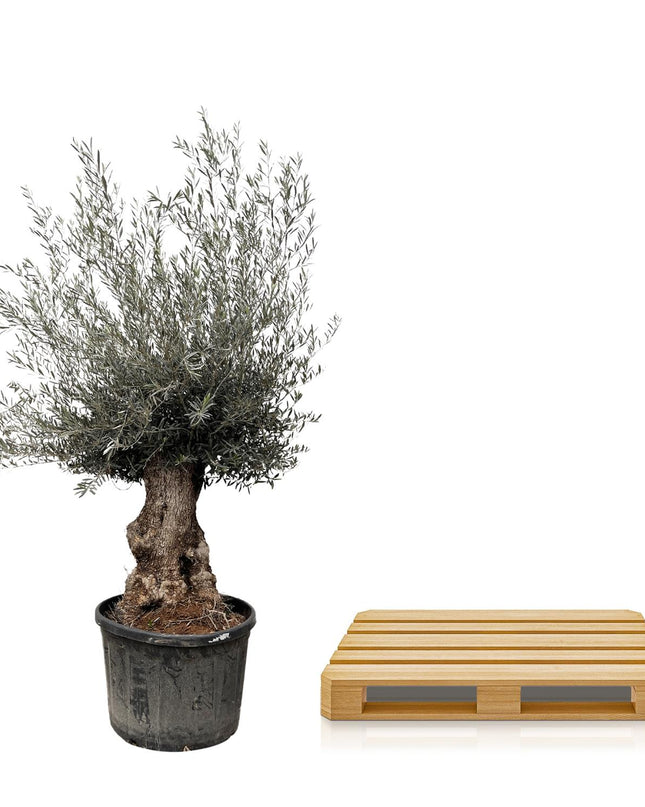 Olea Europaea Bonsai - 270cm- Ø80