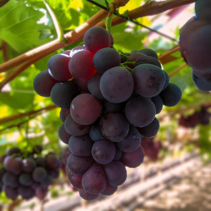 Paarse Druif - 2 planten - Vitis vinifera Vanessa - Pitloos - Pot 15cm Hoogte 50cm