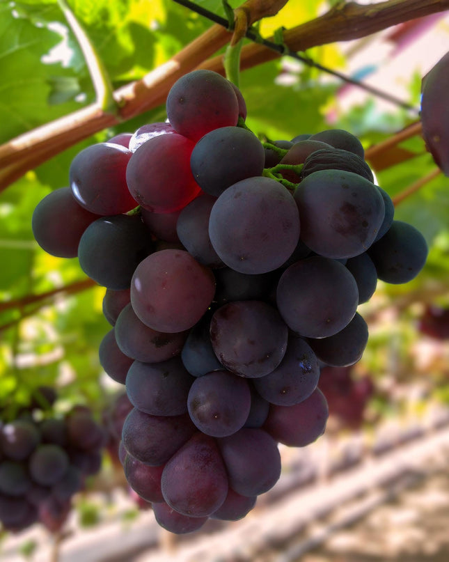 Paarse Druif - 2 planten - Vitis vinifera Vanessa - Pitloos - Pot 15cm Hoogte 50cm