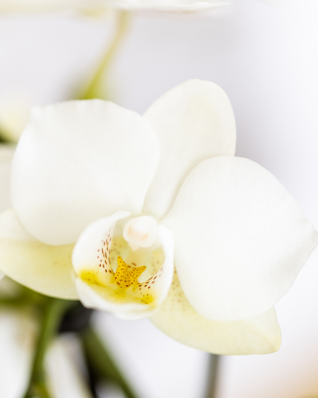 Kolibri Company | Plantenset Mediterranean Sunset | Witte Phalaenopsis Orchidee Lausanne en Succulenten incl. keramieken sierpotten