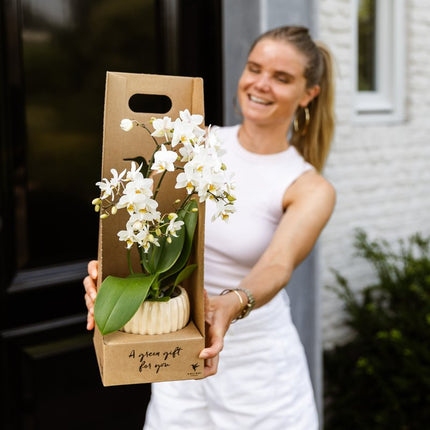 Set de regalo de orquídea Amabilis blanca - incluye caja de regalo, orquídea y maceta decorativa - Ø9cm