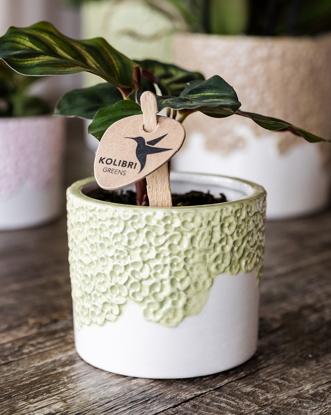 Orchideen-Pflanzset Bloom Green | Gele Albenga Orchidee 9 cm + grüne Pflanzen inkl. Ziergefäße