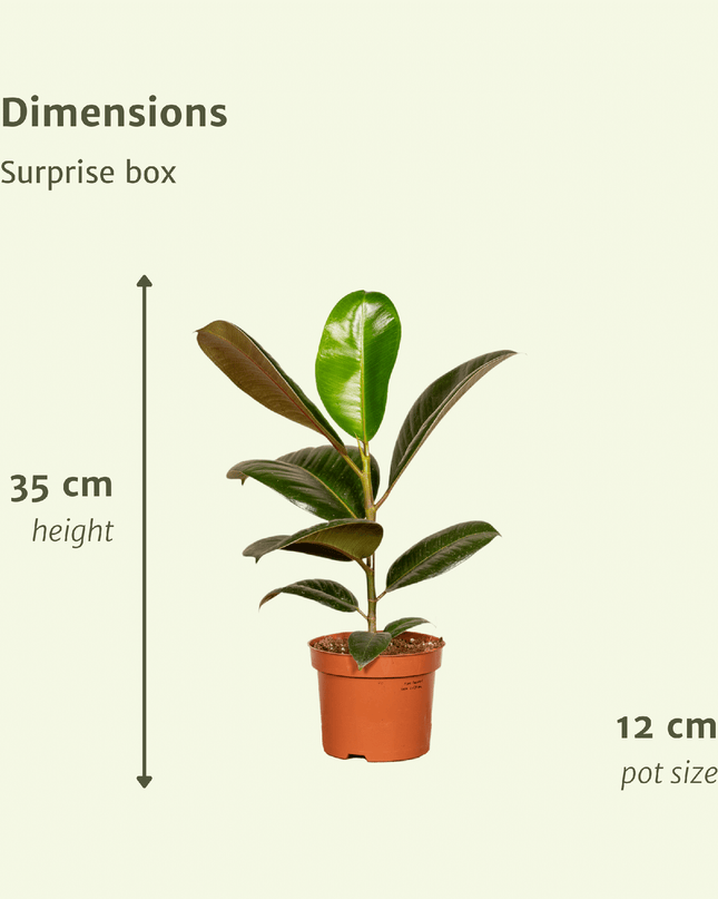 Verrassingsbox - 6 stuks - Ø12cm - ↕25cm