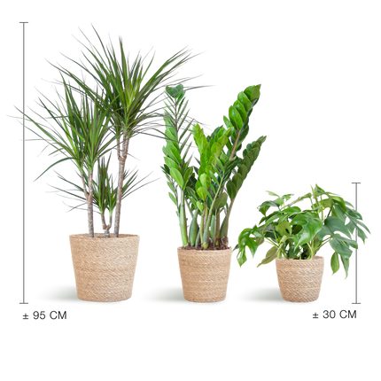 Plantenbox Schaduw - 3 planten - incl. mand zeegras