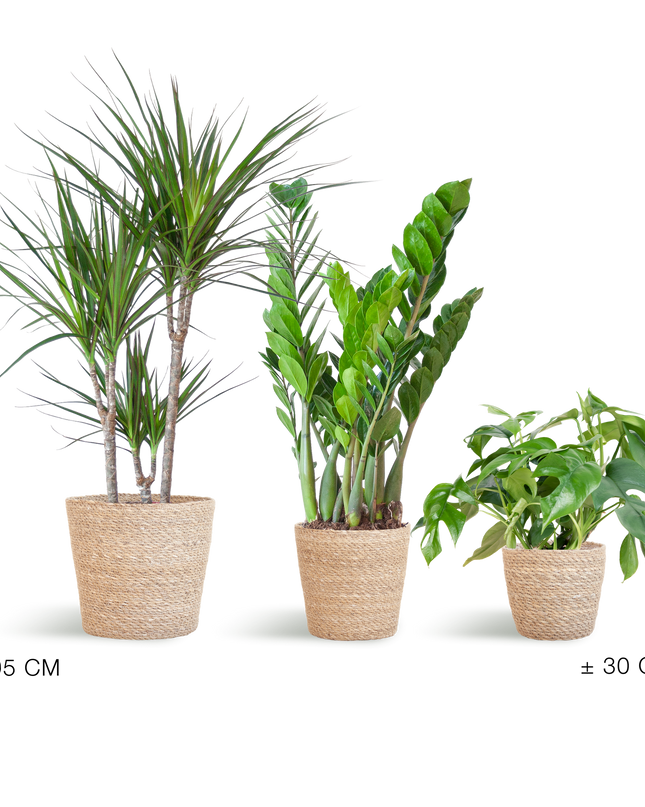 Plantenbox Schaduw - 3 planten - incl. mand zeegras