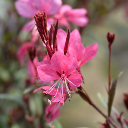 48x Gaura l. 'Siskiyou Pink' - ↕10-25cm - Ø9cm