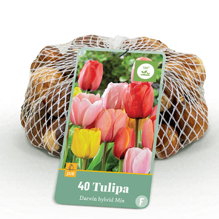 Bloembollen - Tulp Darwin Hybride Mix - Diversen Kleuren - 40 stuks - Bolmaat 10/12