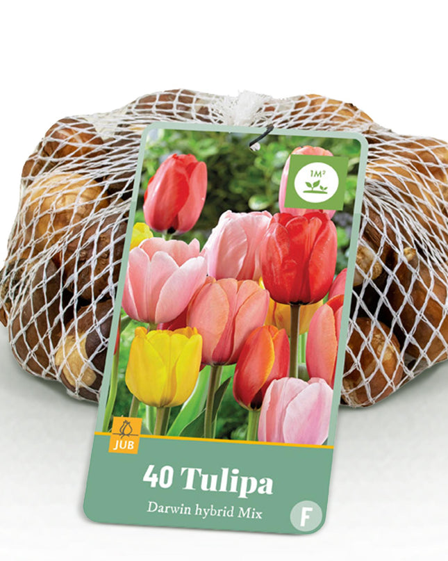 Bloembollen - Tulp Darwin Hybride Mix - Diversen Kleuren - 40 stuks - Bolmaat 10/12