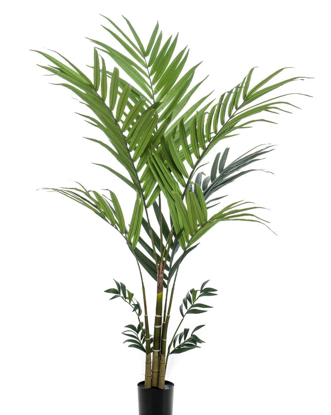 Kunstplant - Kentia -Kentiapalm - ↕ 180 cm