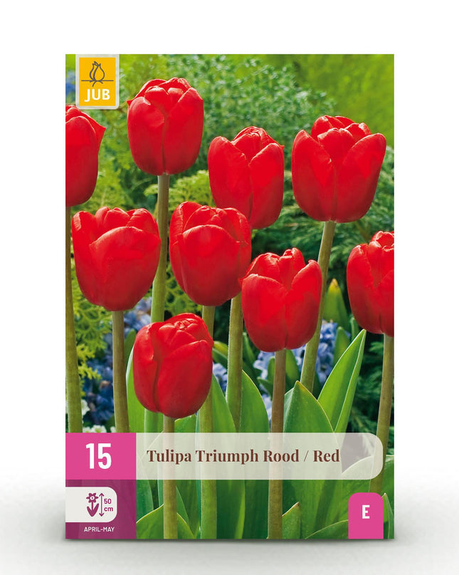 Bloembollen - Tulp Triumph Red - Kleur Rood - 15 stuks - Bolmaat 11/12 - XXL Pack