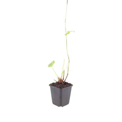 48x Persicaria bistorta 'Superba' - ↕10-25cm - Ø9cm