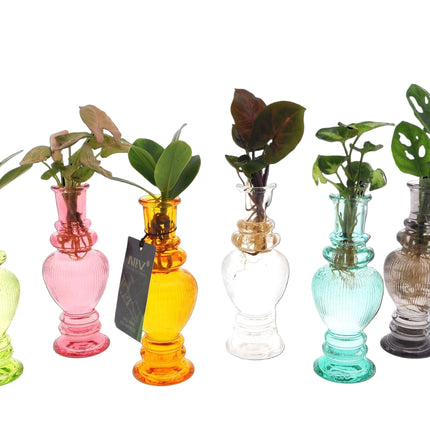 Kamerplanten Mix in Venice Glas - 6 stuks - Ø7cm - ↕20cm