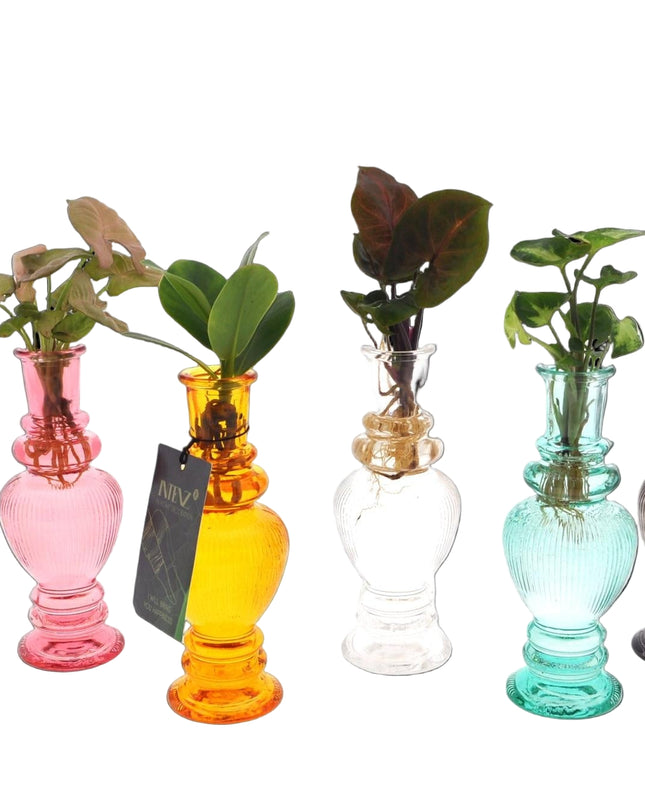 Kamerplanten Mix in Venice Glas - 6 stuks - Ø7cm - ↕20cm