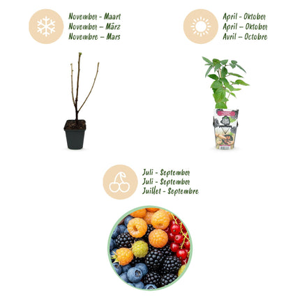 Fruit plants mix deal 4 plants - Red Currant/Yellow Raspberry/Blackberry/Blueberry - Hardy - 4 Plants - Pot 9cm