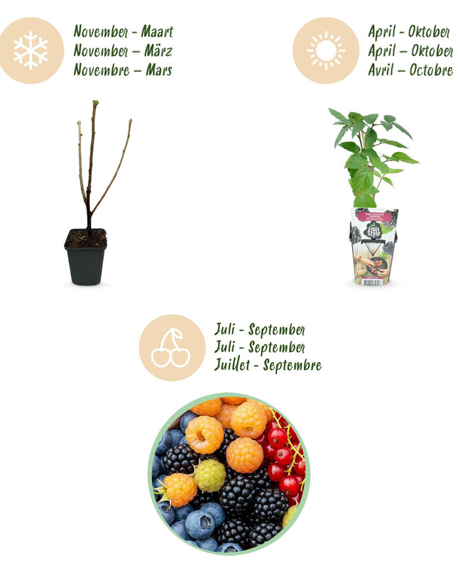 Fruit plants mix deal 4 plants - Red Currant/Yellow Raspberry/Blackberry/Blueberry - Hardy - 4 Plants - Pot 9cm