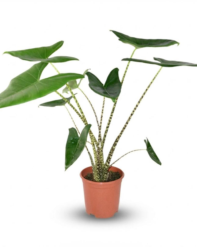 Alocasia Zebrina - Ø 21 cm - Altezza: 70 - 75 cm