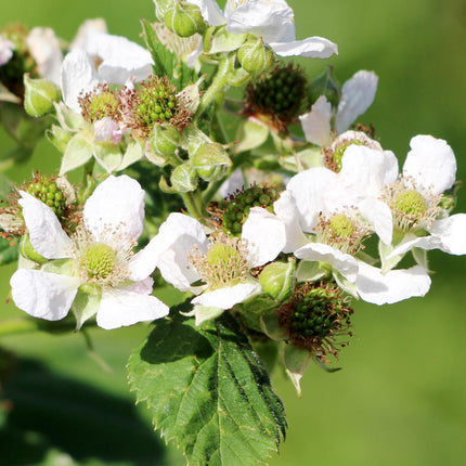 Rubus idaeus 'Malling Promise' - Framboos - Ø13cm - ↕45cm
