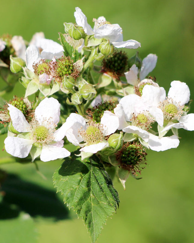 Rubus idaeus 'Malling Promise' - Framboos - Ø13cm - ↕45cm