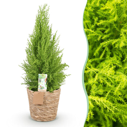 Cupressus Gold Crest Wilma - Conifera da interno + mandorla - Vaso 21cm - Altezza 85-95cm