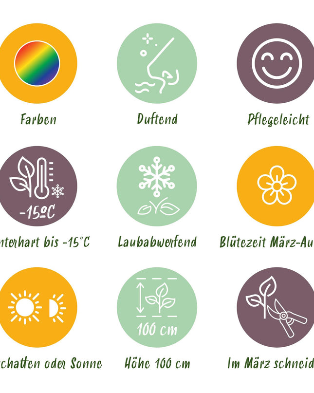 Borderpakket - Geurend - 8 Vaste planten - 1 m2 - Diversen kleuren - Weinig Onderhoud - Pot 11cm