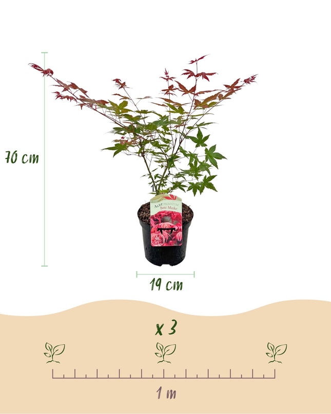 Acero giapponese - Acer palmatum Beni Maiko - Rosso - 2 pezzi - Vaso 19cm Altezza 70cm