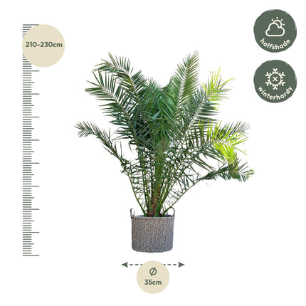Phoenix Canariensis - 300cm - ø50