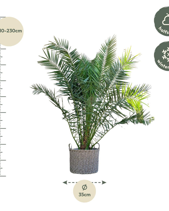 Phoenix Canariensis - 300cm - ø50