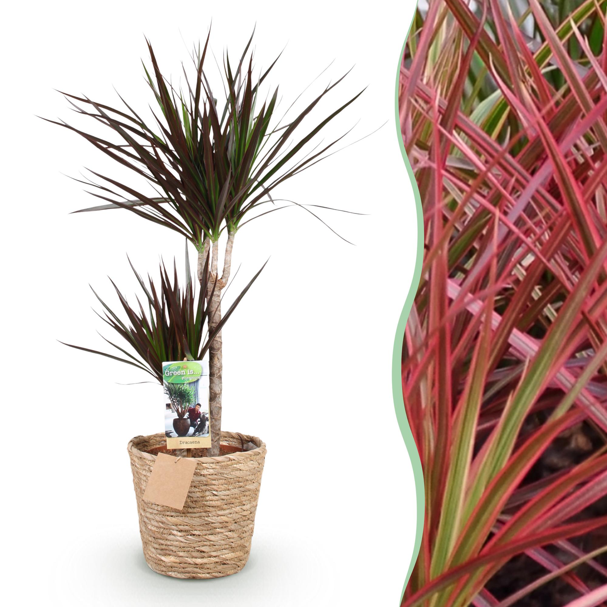 Dracaena Magenta - Dragon Blood Tree + basket - Pot 21cm
