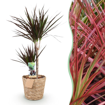 Dracaena Magenta - Drakenbloedboom + cesta - Maceta 21cm - Altura 90-100cm