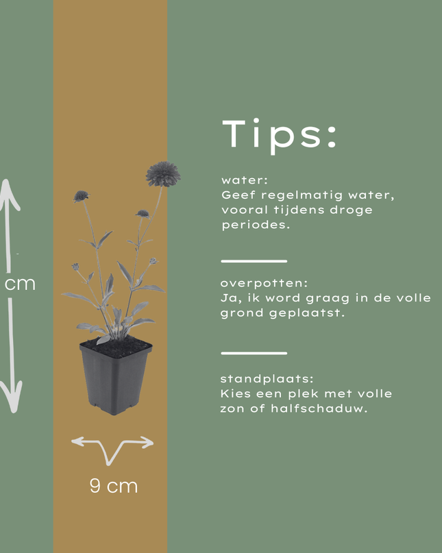 48x Knautia macedonica - ↕10-25cm - Ø9cm