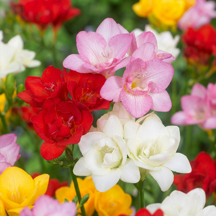 160x Freesia Double Mix – Gefüllte Freesie – Verschiedene – Schnittblume – Zwiebelgröße 5/+