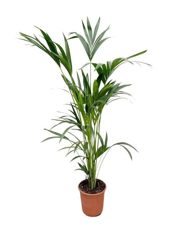 Kentia palm - 160cm - Ø24