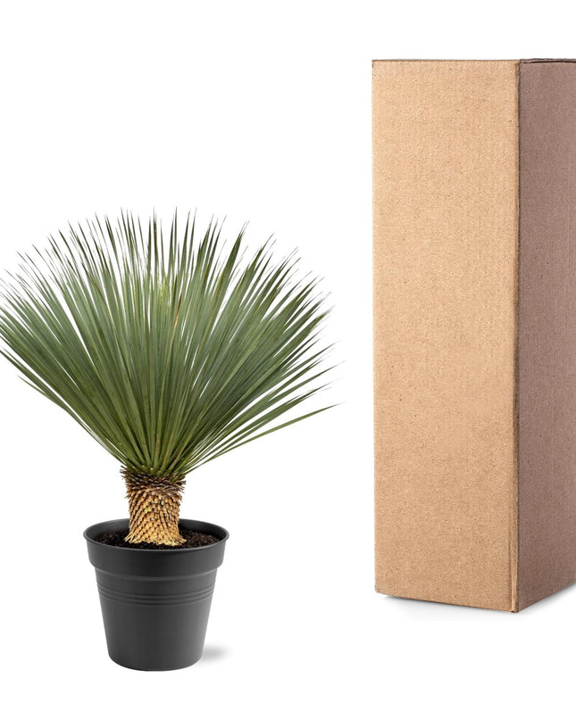 Yucca Rostrata - 100 - 120 cm - Ø40