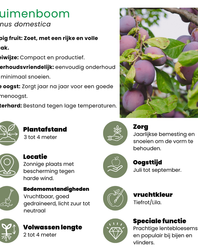 Set di alberi da frutto BIO da 4 - Mela, Pera, Ciliegia e Prugna - 4 x Ø 20 cm - ↨ 60 cm