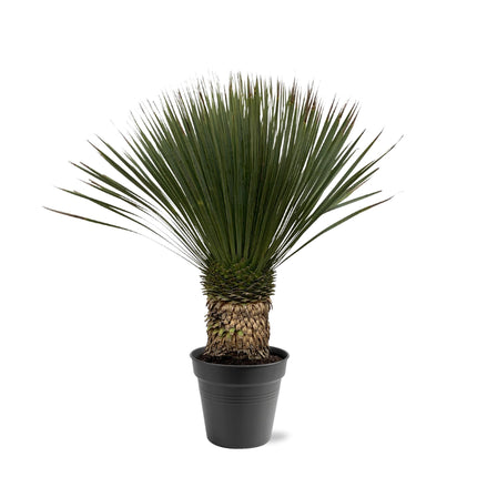 Yucca Rostrata - 80 - 100cm- Ø38