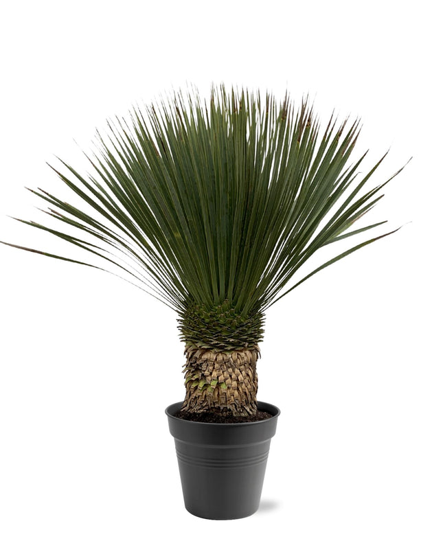 Yucca Rostrata - 80 - 100cm- Ø38