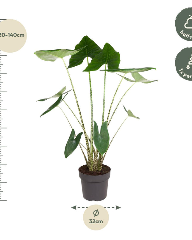 Alocasia Zebrina - 130 cm - ø32