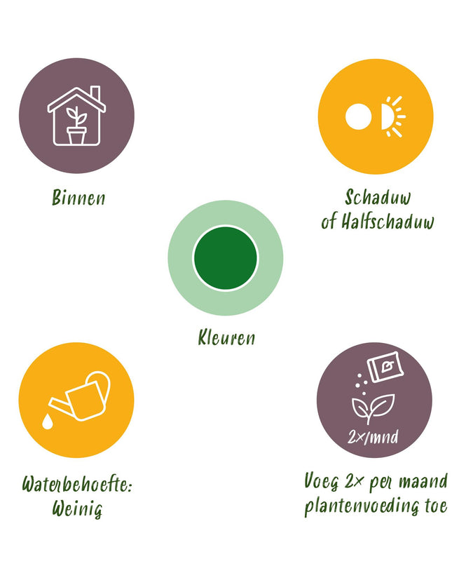 Zamioculcas - Glücksfeder + Mand - Topf 21 cm - Höhe 80-90 cm