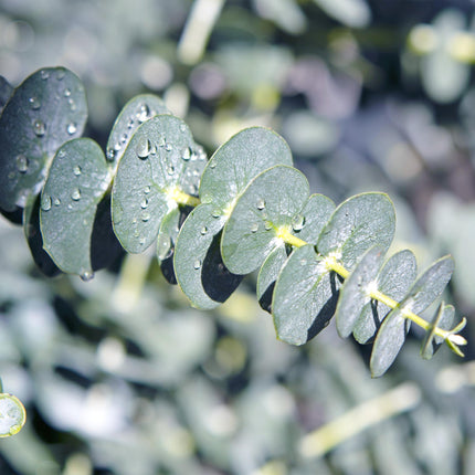 Eucalyptus boom - Eucalyptus gunni  - Grijs - 2 Planten - Winterhard - Pot 14cm Hoogte 30cm