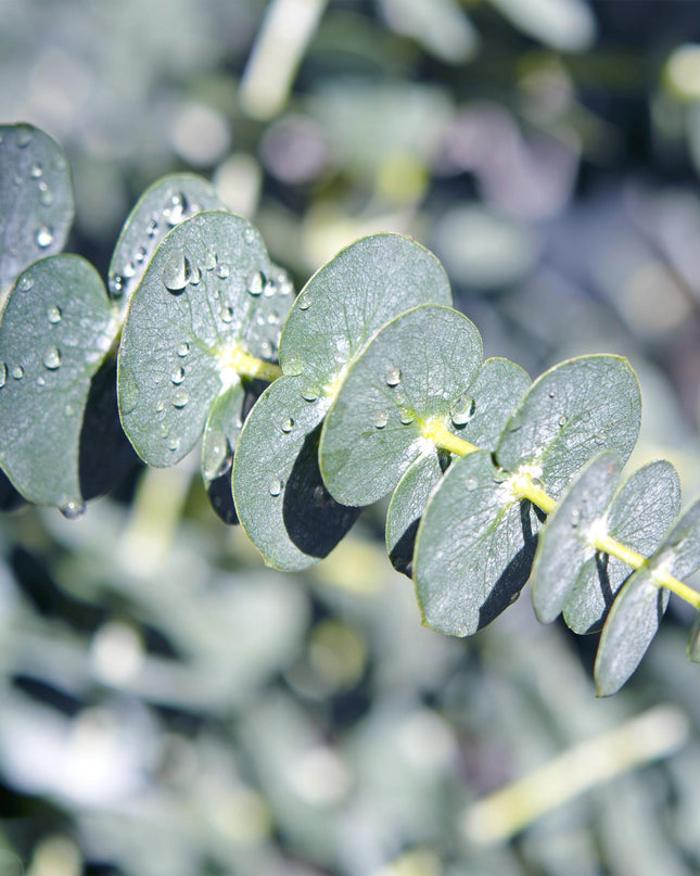 Eucalyptus boom - Eucalyptus gunni  - Grijs - 2 Planten - Winterhard - Pot 14cm Hoogte 30cm