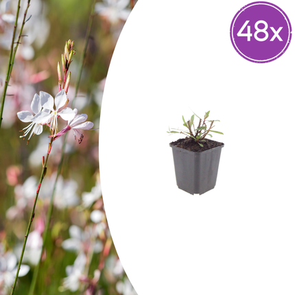 48x Gaura l. 'Whirling Butterflies' - ↕10-25cm - Ø9cm