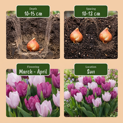 160x Tulipa Prince Mix – Tulpe Prince Mix – Verschiedene – Frühjahrsblüher – Zwiebelgröße 11/16
