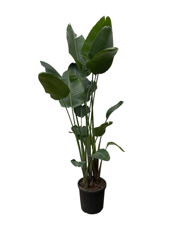 Strelitzia Nicolai XXL - 250 cm - ø50