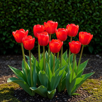 Bloembollen - Tulp Triumph Red - Kleur Rood - 15 stuks - Bolmaat 11/12 - XXL Pack